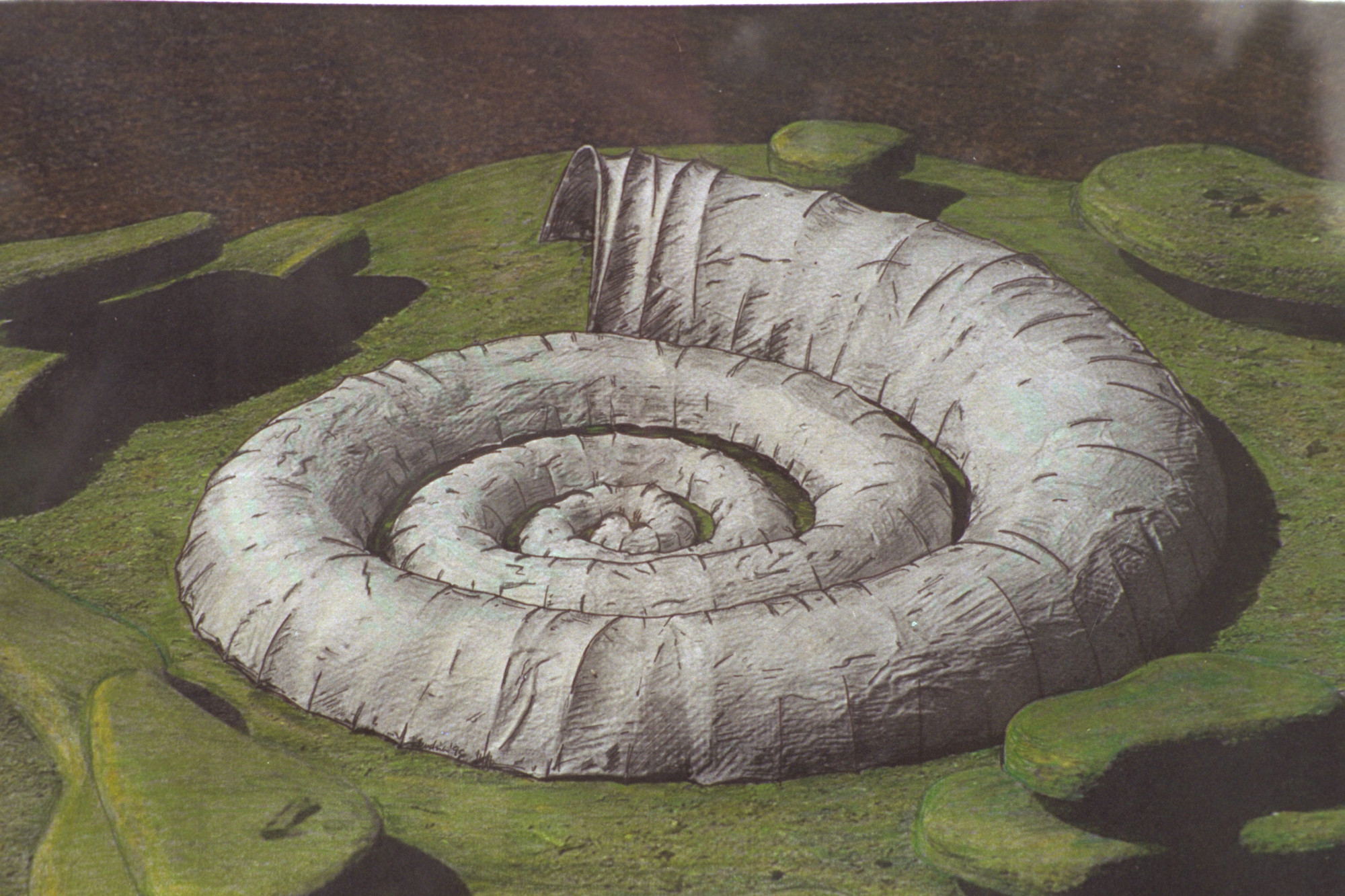 Bleistift-Zeichnungen des Ammoniten Projekts