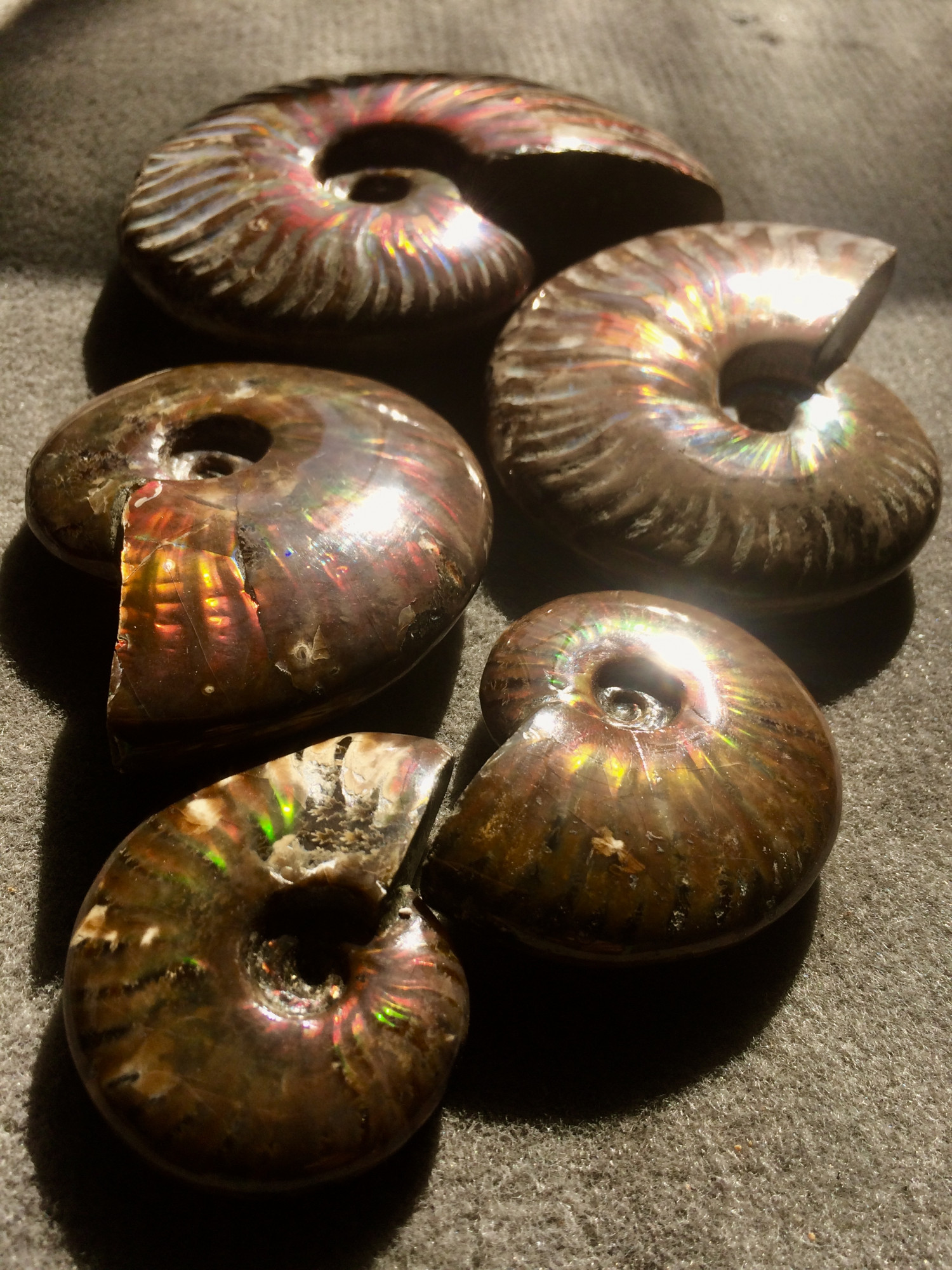 Opalisierte Ammoniten aus Madagaskar