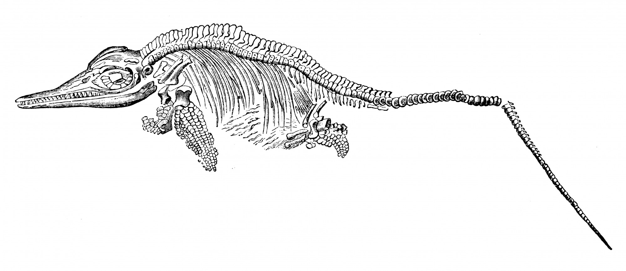 Ichtyosaurier Zeichnung