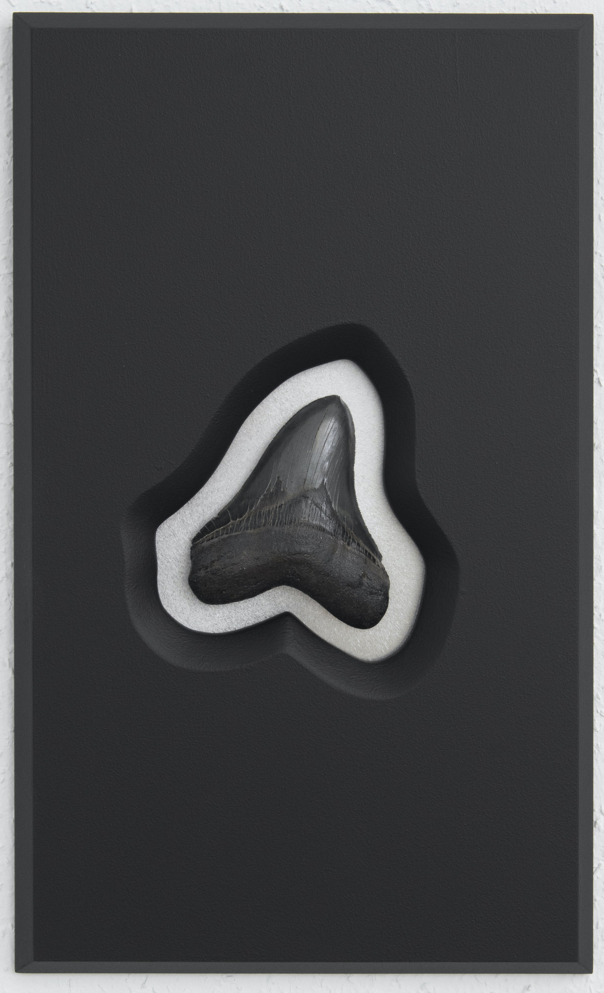 Megalodon-Zahn - Wandobjekt 45 x 27 cm (MDF, Aluminium)