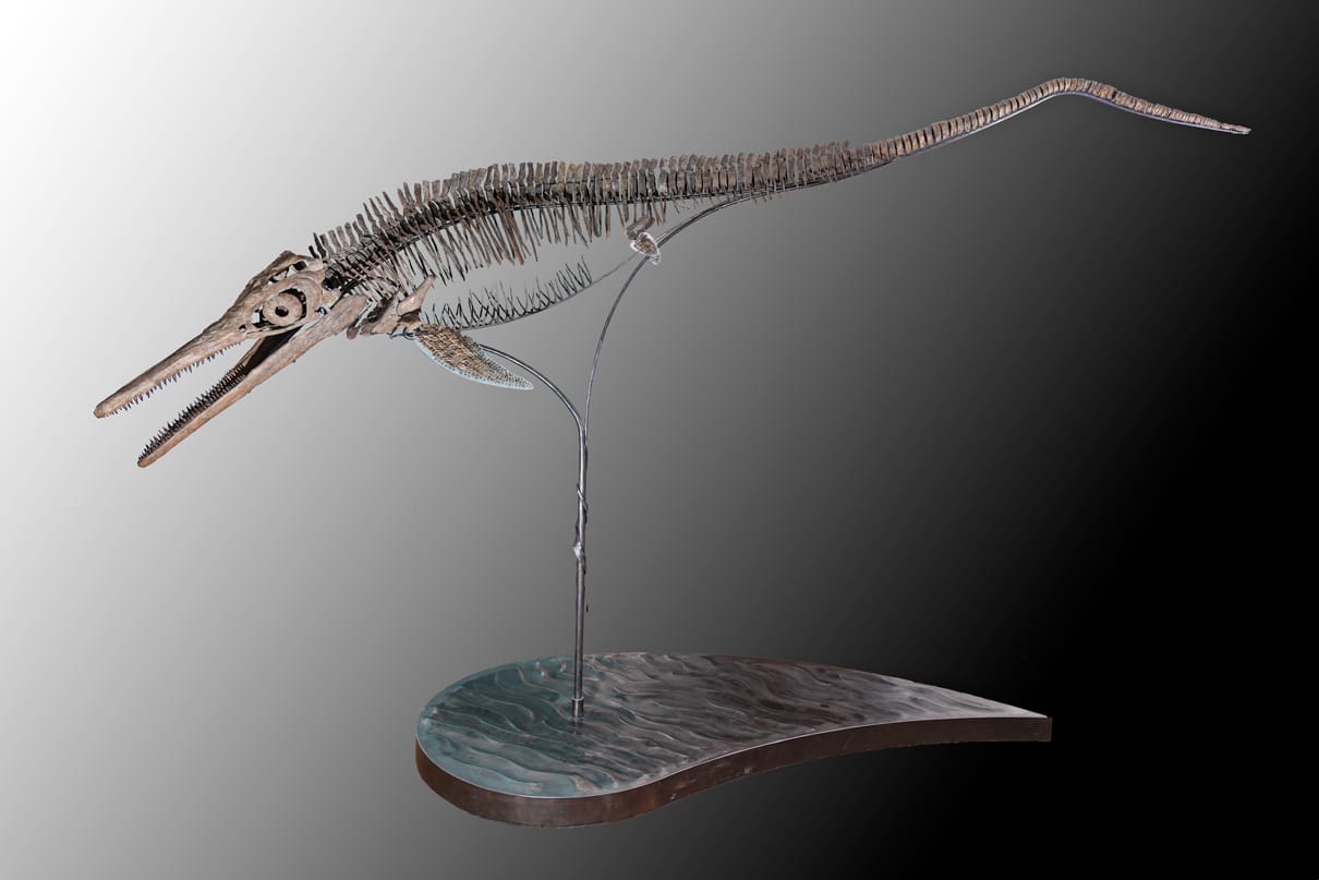 Ichtyosaurier in 3D Präparation (Foto by Granada Gallery)