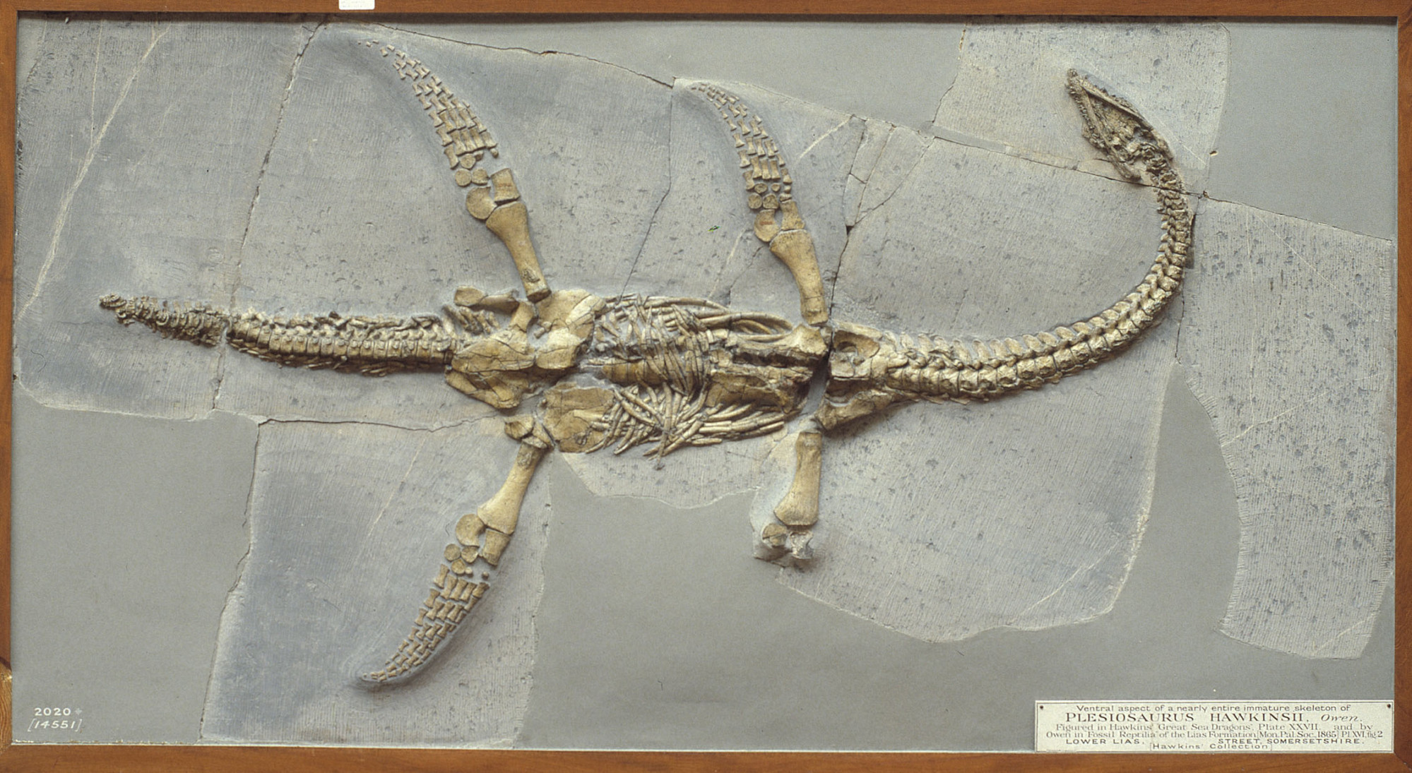 Plesiosaurus from England