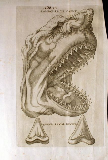 Old painting  of the jaws of a shark