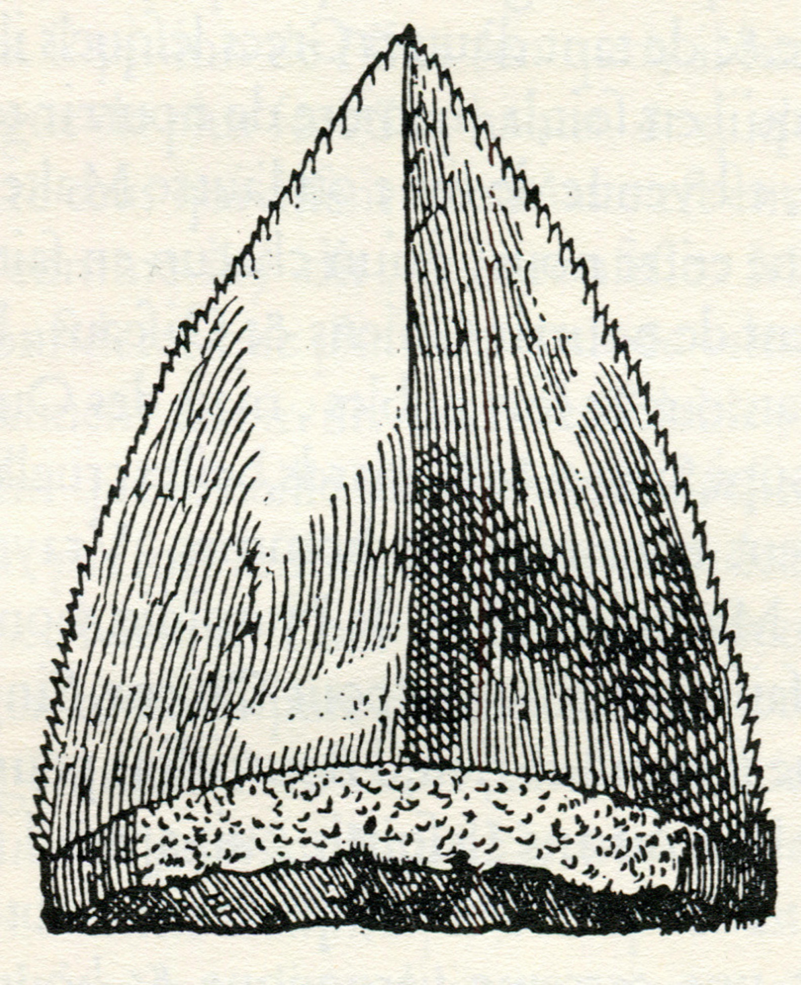 Zeichnung eines Zungenstein (1578)