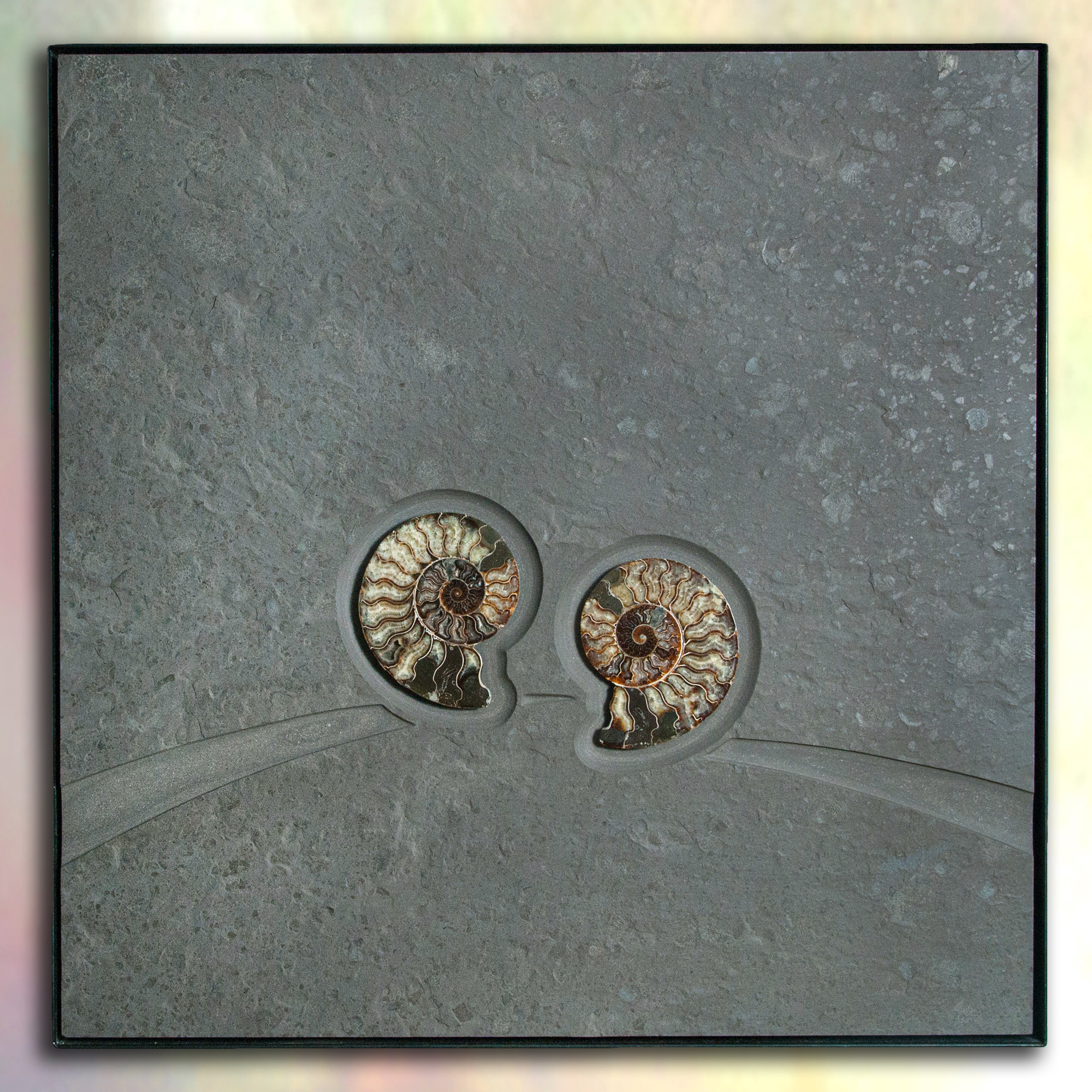 Come Together II - Wall art with fossils
