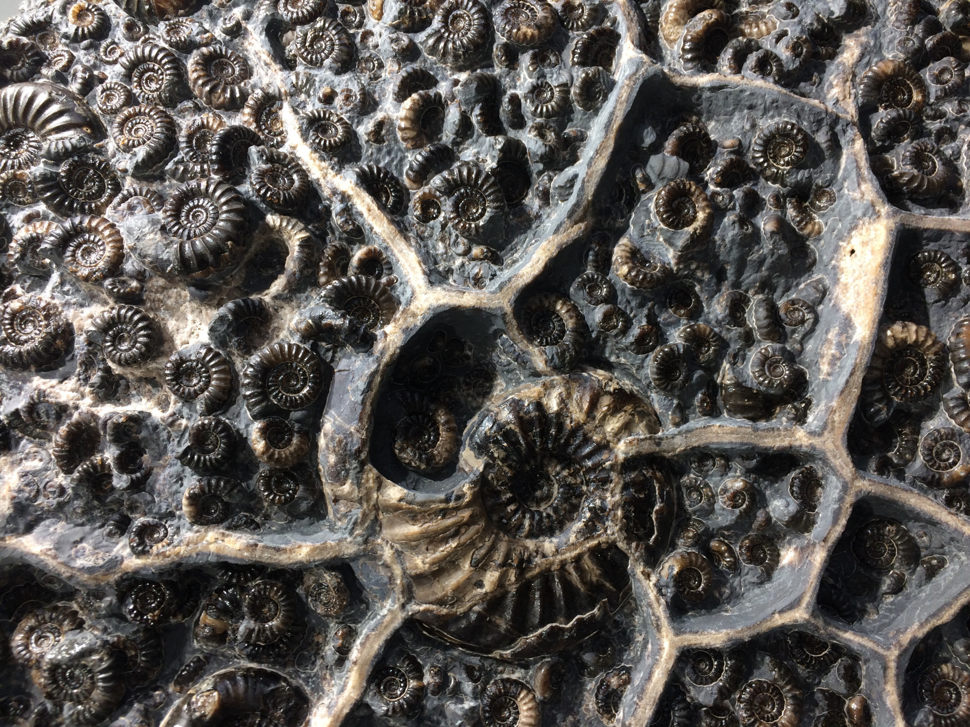 Ammoniten aus England