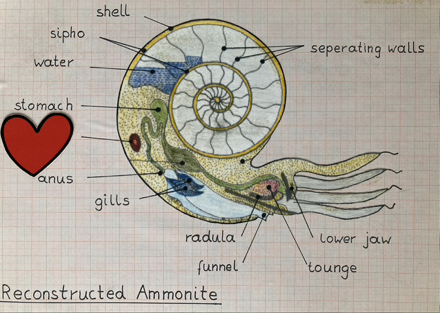 Der anatomische Aufbau eines Ammoniten