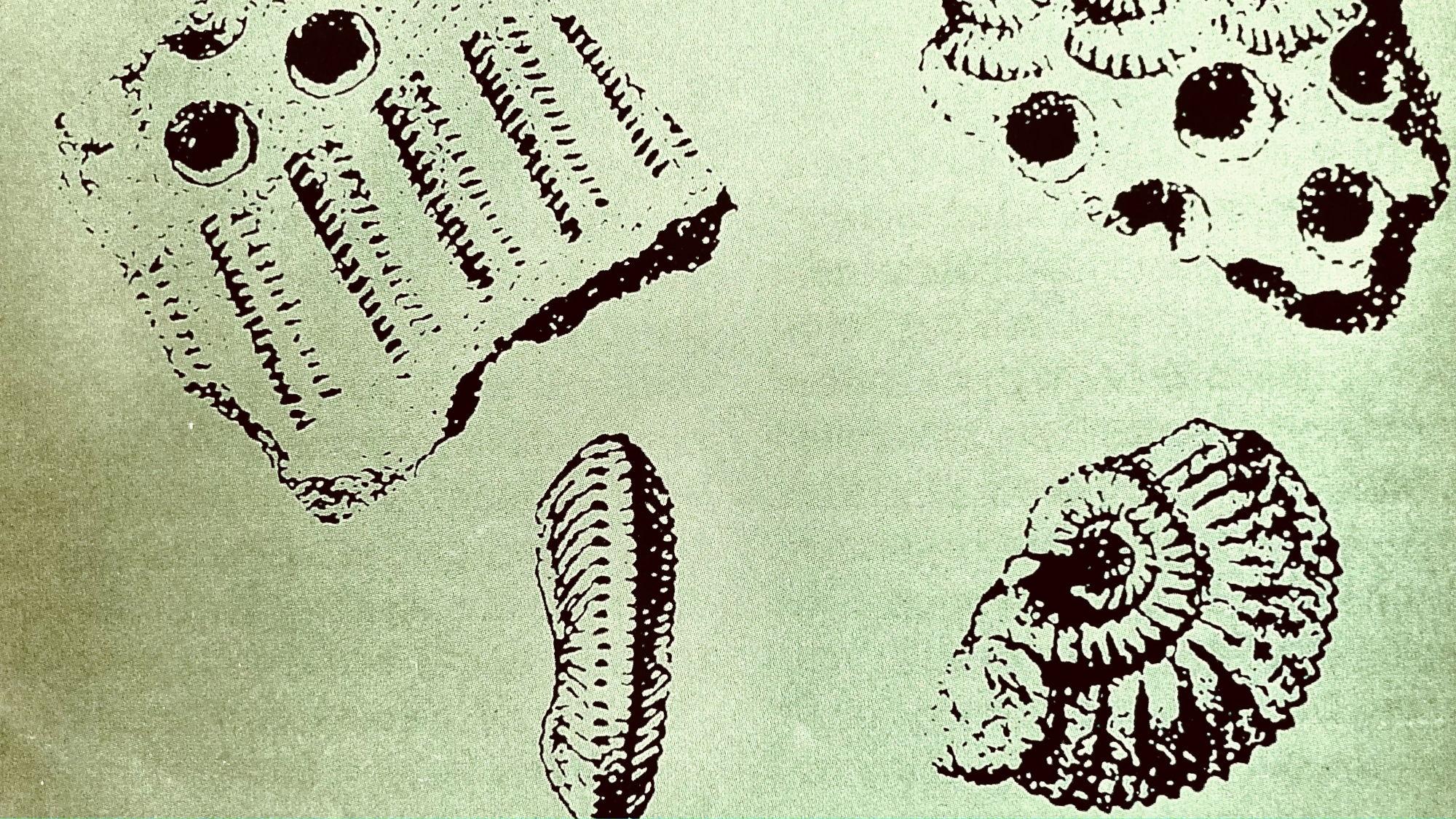 Ammonites as ornamental stamp